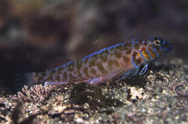 Springerichthys bapturus